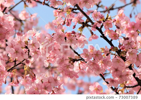 Early blooming Kawazu cherry blossoms Early blooming Kawazu cherry blossoms 73007389