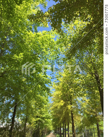 散步時被我迷住的藍天照耀的鮮綠色 散步時被我迷住的藍天照耀的鮮綠色 73007778