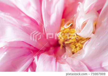 Water drops and peony flowers 73007809