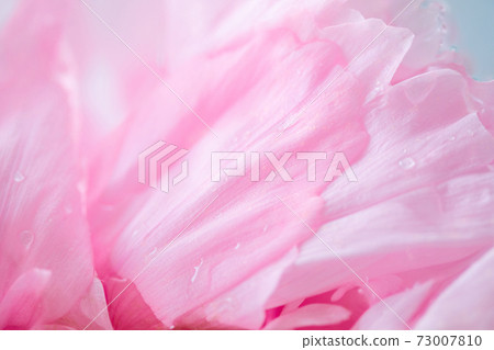 Water drops and peony flowers Water drops and peony flowers 73007810