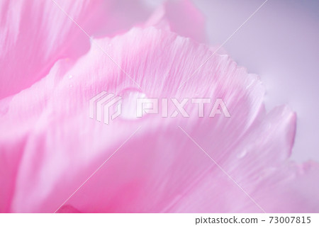 Water drops and peony flowers Water drops and peony flowers 73007815