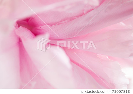 水滴和牡丹花朵 73007818
