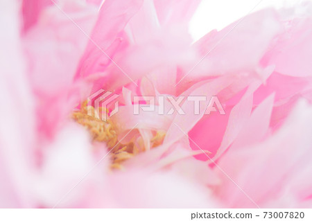 水滴和牡丹花朵 水滴和牡丹花朵 73007820