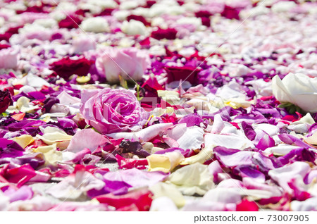 Red, white and pink rose flowers are floating in the water. 73007905