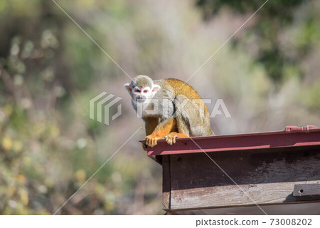Expressive squirrel monkey Expressive squirrel monkey 73008202