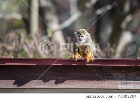 Expressive squirrel monkey 73008204