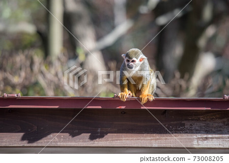 Expressive squirrel monkey Expressive squirrel monkey 73008205