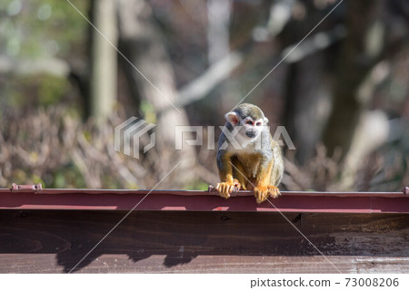 Expressive squirrel monkey Expressive squirrel monkey 73008206