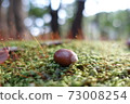 躺在福岡山上的苔蘚上的橡子 73008254