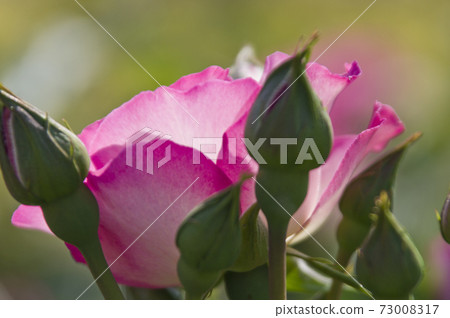 Pink and white roses are in bloom in the rose garden. The name of this rose is Bordur Rose. Pink and white roses are in bloom in the rose garden. The name of this rose is Bordur Rose. 73008317