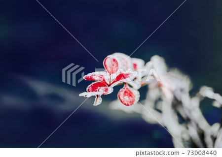 Barberry branches with red leaves covered by snow on a dark background 73008440