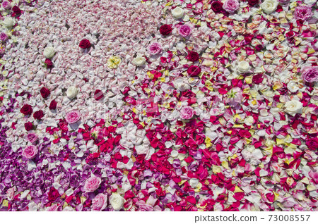Red White Pink Rose Flower Rose petals are floating in the water. 73008557