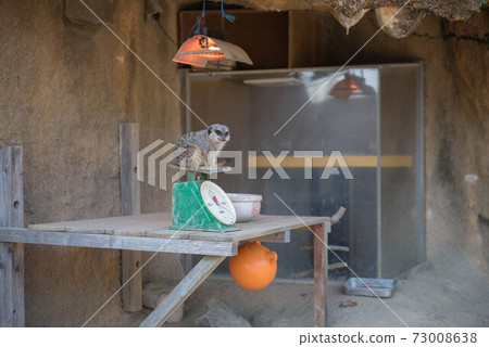 Meerkat Health Exam 73008638