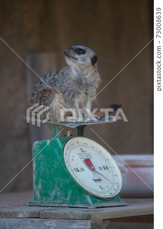 Meerkat Health Exam Meerkat Health Exam 73008639