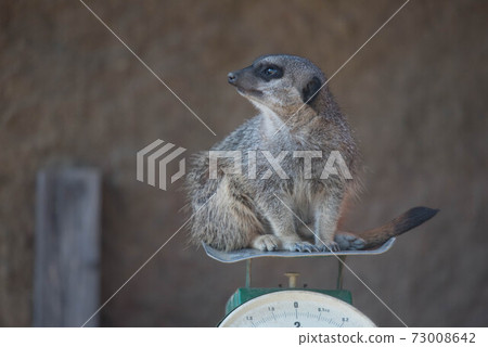 Meercat的身體檢查 Meercat的身體檢查 73008642