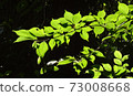 Young leaves in the early summer forest 73008668