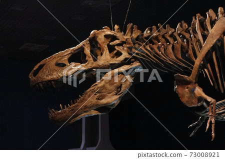 Fossil of Tyrannosaurus 73008921