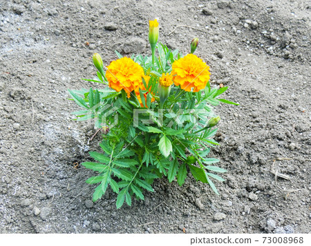 Marigold Marigold 73008968