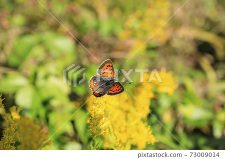 Benishijimi用Seitaka Awadachisou吮吸蜂蜜 73009014