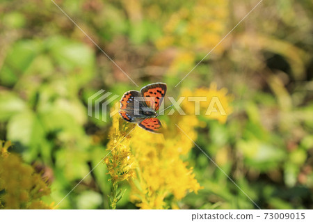 Benishijimi用Seitaka Awadachisou吮吸蜂蜜 73009015