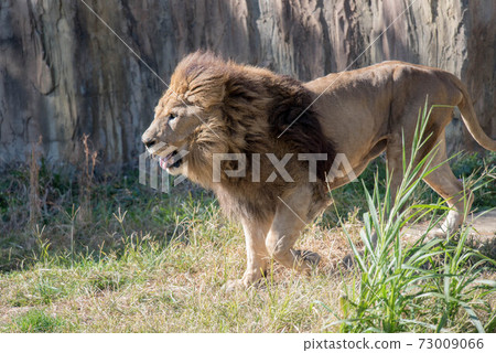 冠軍的性格 73009066