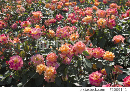 Red and yellow roses are in bloom in the rose garden. The name of this rose is Subneil de Anne Frank. Red and yellow roses are in bloom in the rose garden. The name of this rose is Subneil de Anne Frank. 73009141