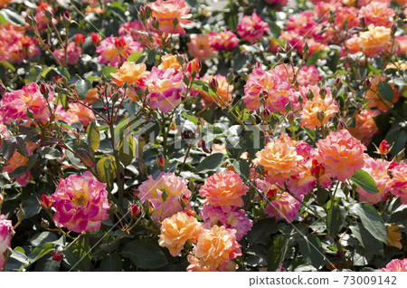 Red and yellow roses are in bloom in the rose garden. The name of this rose is Subneil de Anne Frank. 73009142