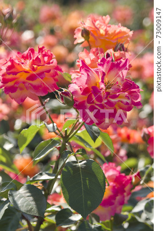 Red and yellow roses are in bloom in the rose garden. The name of this rose is Subneil de Anne Frank. Red and yellow roses are in bloom in the rose garden. The name of this rose is Subneil de Anne Frank. 73009147