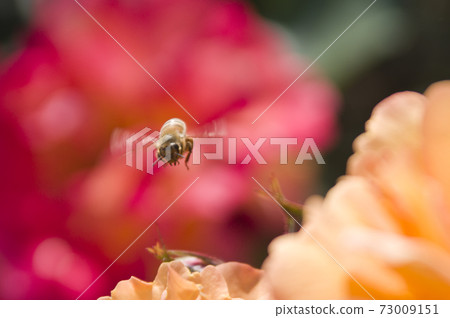 Red and yellow roses are in bloom in the rose garden. The name of this rose is Subneil de Anne Frank. 73009151