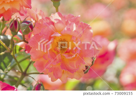 Red and yellow roses are in bloom in the rose garden. The name of this rose is Subneil de Anne Frank. 73009155