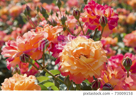 Red and yellow roses are in bloom in the rose garden. The name of this rose is Subneil de Anne Frank. 73009158