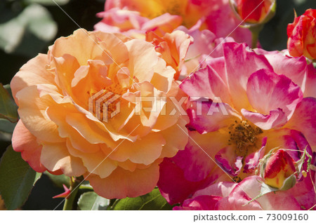 紅色和黃色的玫瑰盛開在玫瑰花園裡。這朵玫瑰的名字叫Subneil de Anne Frank。 73009160