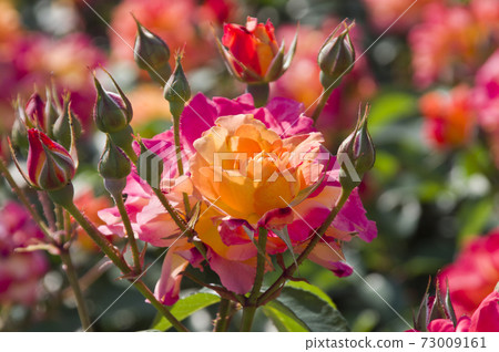 紅色和黃色的玫瑰盛開在玫瑰花園裡。這朵玫瑰的名字叫Subneil de Anne Frank。 73009161