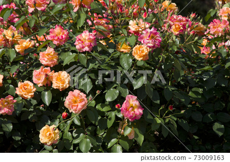 Red and yellow roses are in bloom in the rose garden. The name of this rose is Subneil de Anne Frank. Red and yellow roses are in bloom in the rose garden. The name of this rose is Subneil de Anne Frank. 73009163