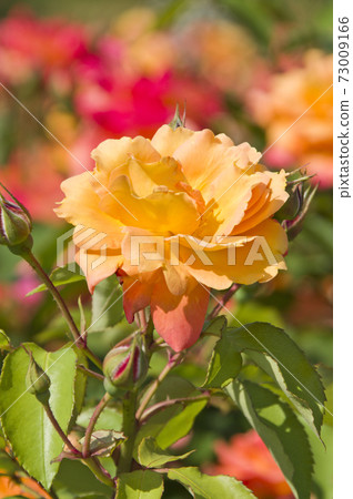 Red and yellow roses are in bloom in the rose garden. The name of this rose is Subneil de Anne Frank. Red and yellow roses are in bloom in the rose garden. The name of this rose is Subneil de Anne Frank. 73009166