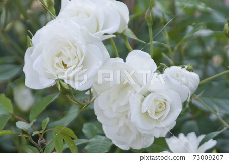 White roses are in bloom in the rose garden. The name of this rose is Iceberg (Schnewigen). White roses are in bloom in the rose garden. The name of this rose is Iceberg (Schnewigen). 73009207