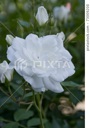 White roses are in bloom in the rose garden. The name of this rose is Iceberg (Schnewigen). White roses are in bloom in the rose garden. The name of this rose is Iceberg (Schnewigen). 73009208