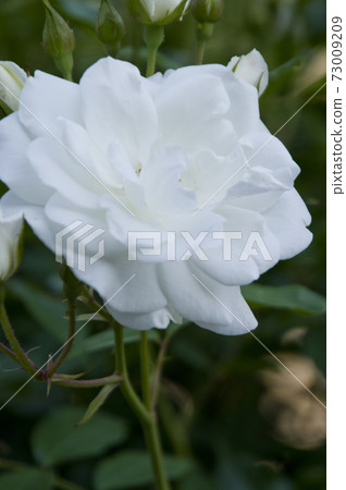 White roses are in bloom in the rose garden. The name of this rose is Iceberg (Schnewigen). White roses are in bloom in the rose garden. The name of this rose is Iceberg (Schnewigen). 73009209