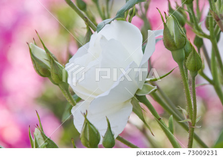 White roses are in bloom in the rose garden. The name of this rose is Iceberg (Schnewigen). 73009231