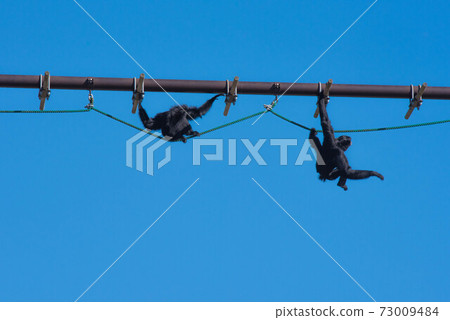 空中漫步 73009484