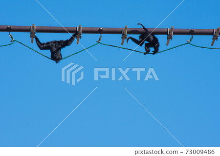 Stroll in the air 73009486