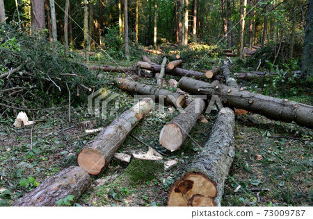Felled trees in forest. Deforestation and Illegal Logging, international trade in illegal timber.  73009787