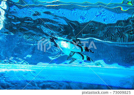 Penguins swimming 73009825