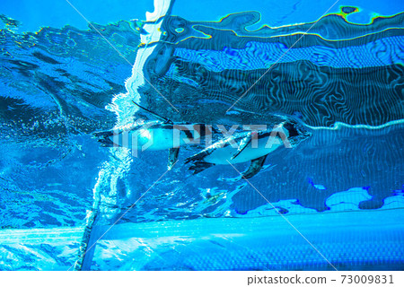 Penguins swimming 73009831