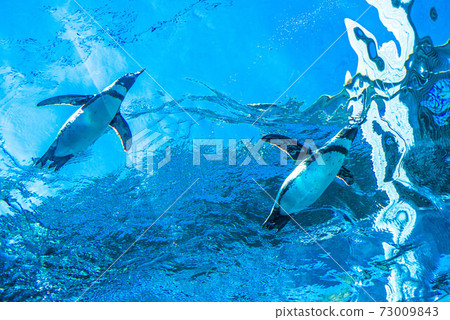 Penguins swimming 73009843