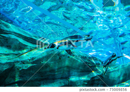 Penguins swimming 73009856