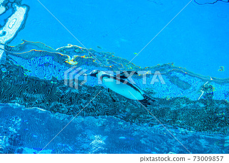 Penguins swimming Penguins swimming 73009857