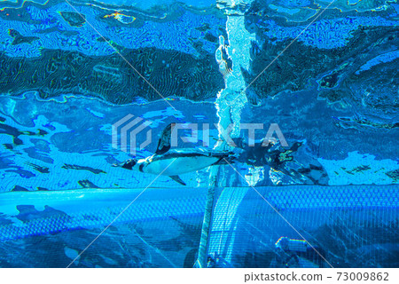 Penguins swimming 73009862