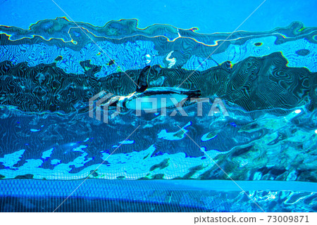 Penguins swimming Penguins swimming 73009871