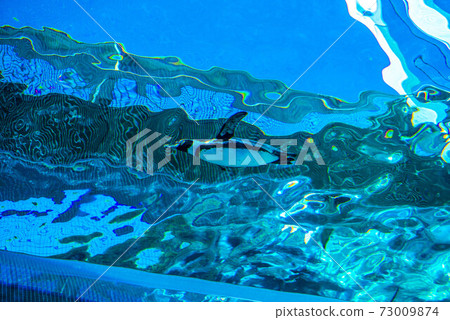 企鵝游泳 企鵝游泳 73009874